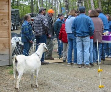 Goats: Getting Ready for Goat School! Image